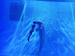 -芜湖新华联大白鲸海洋公园