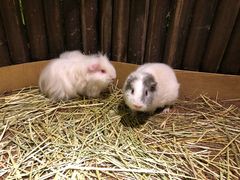 -藦茜花园宠物主题亲子互动体验馆(国顺东路店)