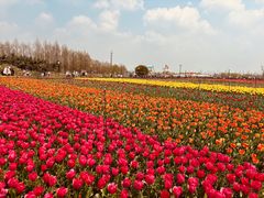 -荷兰花海
