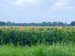 -安德鲁户外烧烤帐篷营地(马泉营店)