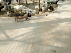 -商丘市人民公园