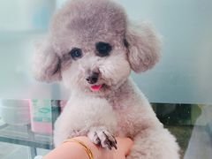 -PETKIT小佩宠物(昭化店)