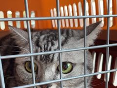 -伟伟宠物医院·瑞派猫友好医院·猫科(光谷店)