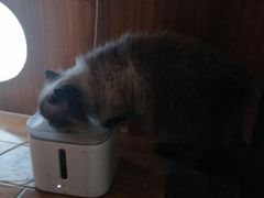 -喵园·猫主题咖啡厅·撸猫·猫咖(国贸店)