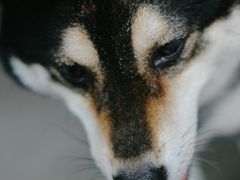 -柴犬高等学院·狗咖·柴犬售卖·宠物训练