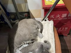 -小板凳(四公里店)