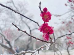 -梅花山(明孝陵内)