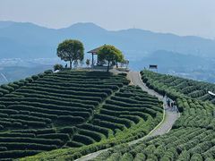 -龙坞茶村