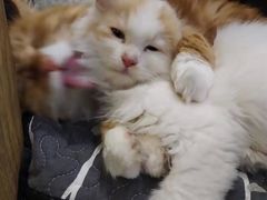 -平行世界·猫咖(首经贸店)