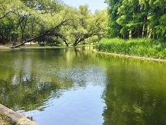 -上海共青森林公园