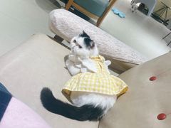 -藏猫猫咖啡主题馆(中央大道店)
