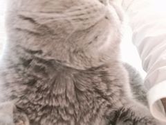 -我爱猫咪·猫咖·狗咖·安哥拉兔·羊驼咖(小寨华旗店)
