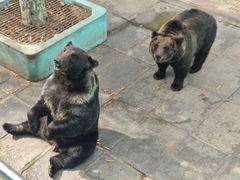 -西霞口神雕山野生动物世界