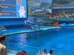 -海合安成都极地海洋公园