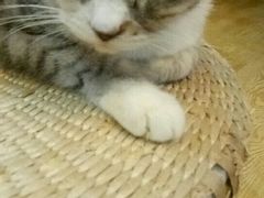 -万小咖.猫咖(中山路天虹店)
