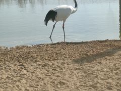 -盐城丹顶鹤湿地生态旅游区