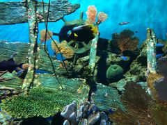 -瑞普利水族馆