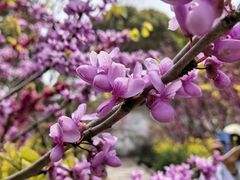 -南汇桃花村