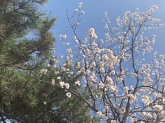 -北京西山国家森林公园