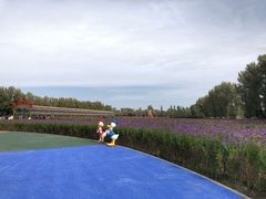 -金塔沙漠胡杨林景区