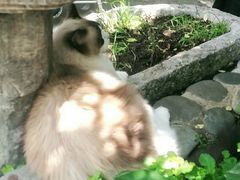 -喵屿·大理花园猫咖