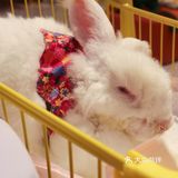 杭州首家巨兔体验馆🐰少女心溢出屏幕啦💗