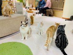 -猫和宫(六道口店)
