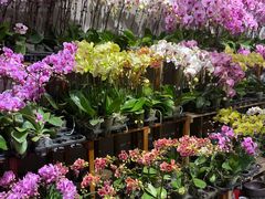 -双季花艺园艺市场(浦东店)