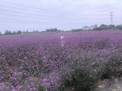 -紫颐香薰山谷景区