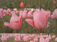 -长春公园(普阳街道)