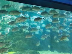 -烟台海昌鲸鲨海洋公园