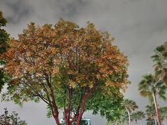 -萨莉亚意式餐厅(深圳北站店)