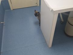 -宠颐生动物医院·心脏科·保险定点(锦阳分院)