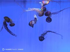 -上海海洋水族馆