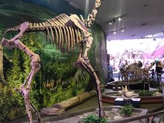 -陕西自然博物馆