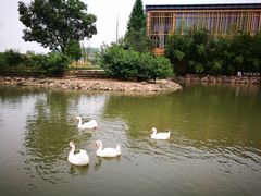 -田园东方蜜桃村的田野营地