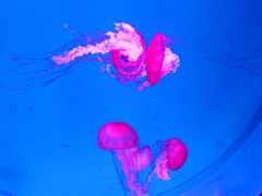 -海合安青岛极地海洋公园