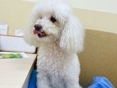 -美联众合动物医院·24h转诊中心