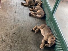 -秦皇岛野生动物园