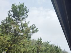 -日照海滨国家森林公园