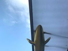 -鲜塘宴·千岛湖大鲫鱼(南湖店)