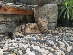 -喵屿·大理花园猫咖