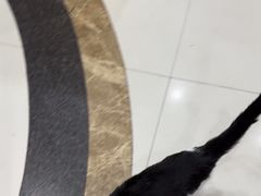 -芭比堂动物医院(广州爱宠下渡路分院)