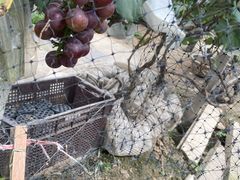 -马陆小张葡萄园农家乐