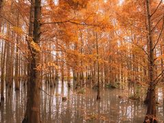 -桤木河湿地公园