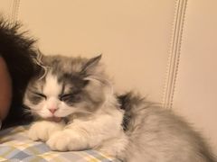 -瑞派宠物医院·犬猫全科·猫友好(宾水西道店)