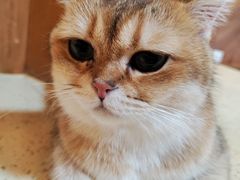 -MOCHA明星猫咖(田子坊店)