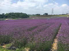-紫颐香薰山谷景区