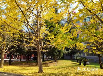 这个季节的银杏叶，由绿转黄 纷纷落下