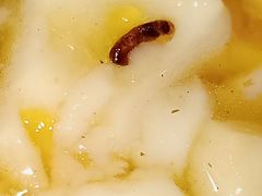 豆腐脑-老回回饺子馆(海洋馆店)